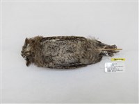 藏品(領角鴞)的圖片